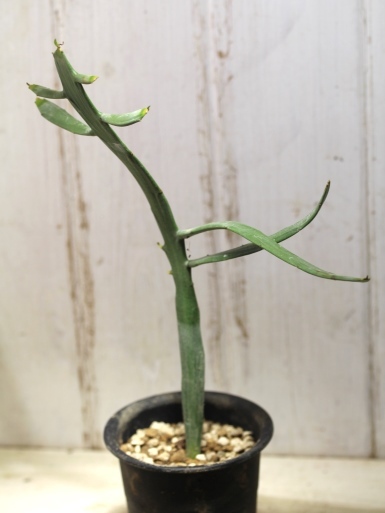 画像3: ペラペラ系！　[多肉][トウダイグサ科][ユーフォルビア][緑枝類]　硬葉キリン（ヘラサンゴ）Euphorbia xylophylloides　＃890-05    