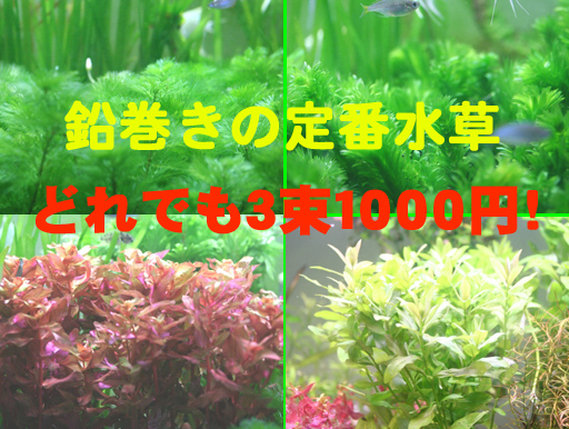 定番の鉛巻き水草 どれでも ３束 １０００円 ｑ ｂｅ きゅ ぶ