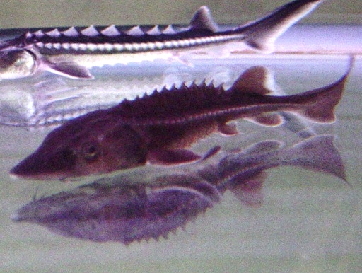 画像1: シロチョウザメ