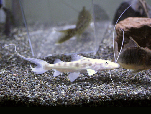 画像1: [ピメロドゥス科]　銀色に輝く体色！鮫のような体型がカッコイイ！　レオパード・ピライーバ
