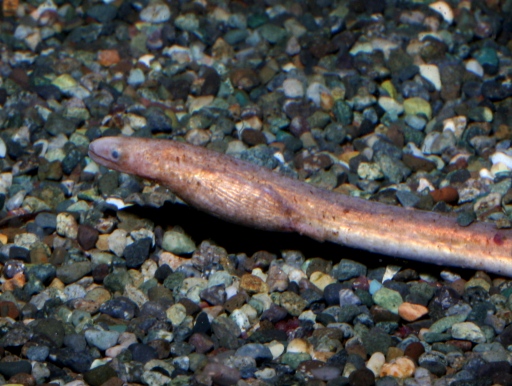 画像1: ［汽水〜海水］尻尾がオール状です！　ピンクウナギ