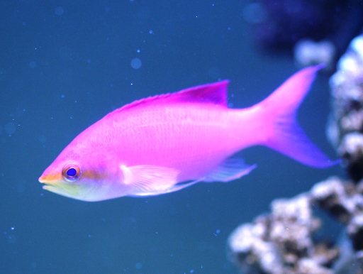 画像1: 紫色の海の金魚！　パープル・クイーン