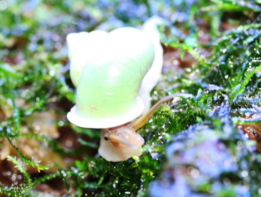 画像: [完売です]　殻がライムグリーン！　沖縄産　アオミオカタニシ