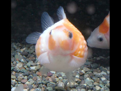 画像: 大人気！丸くてカワイイ金魚！　ピンポンパール　ＭＳサイズ