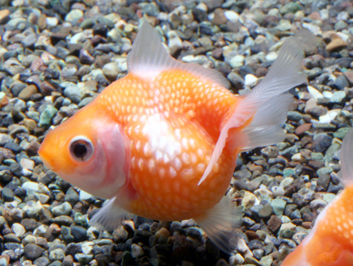 画像: 大人気！丸くてカワイイ金魚！　ピンポンパール　ＭＳサイズ