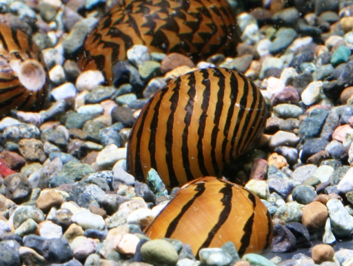 画像1: イナズマカノコ貝　