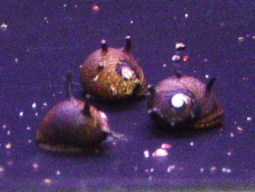 画像1: サザエイシマキ貝（イガカノコ貝）　